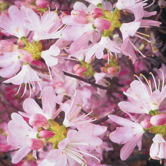 The vivian abney native azalea collection airtable universe