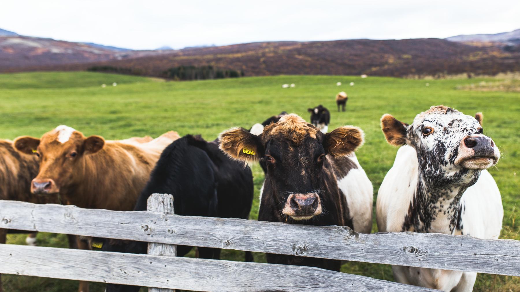 cattle ranching